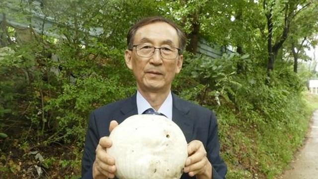 희귀 야생 '댕구알버섯' 8년 만에 울산에서 발견