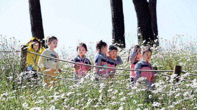 정읍시, 제17회 정읍 구절초 축제 개최