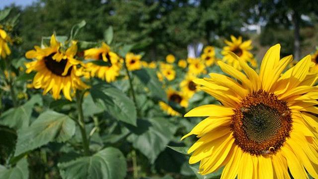 기상청, 일요일 늦더위 