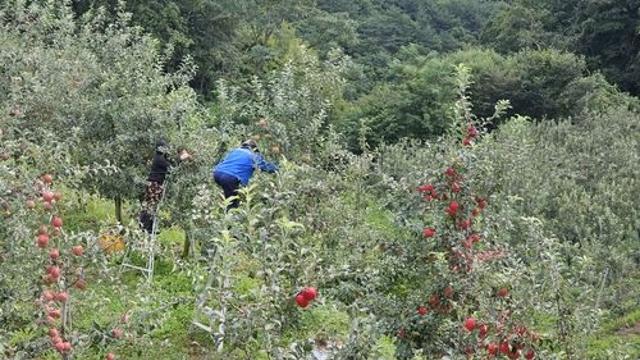 [기후 격변] ③ 경북 사과 농민이 강원 양구까지 올라온 까닭은