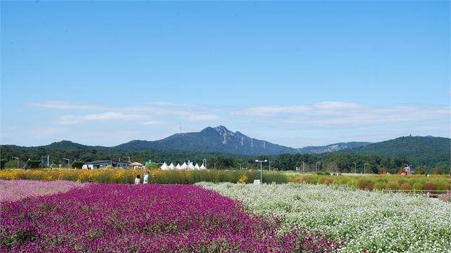 [포토] 화려한 꽃물결을 이루고 있는 양주 나리공원
