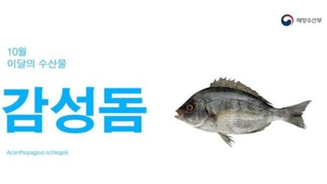 10월의 수산물에 '삼치·감성돔'…여행지는 '양양 수산마을'