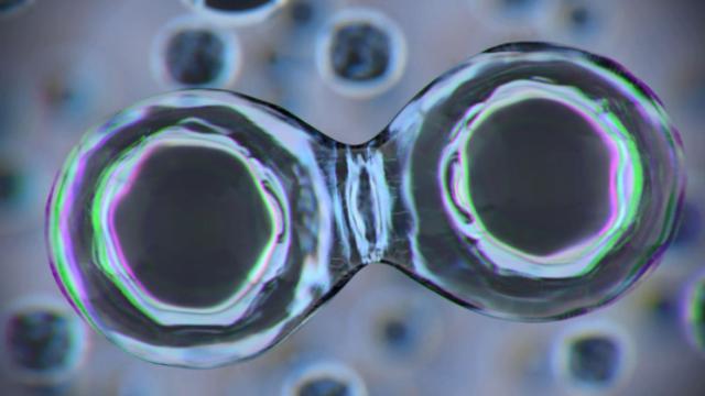 줄기세포 이식으로 당뇨병 치료...주사에서 해방될까