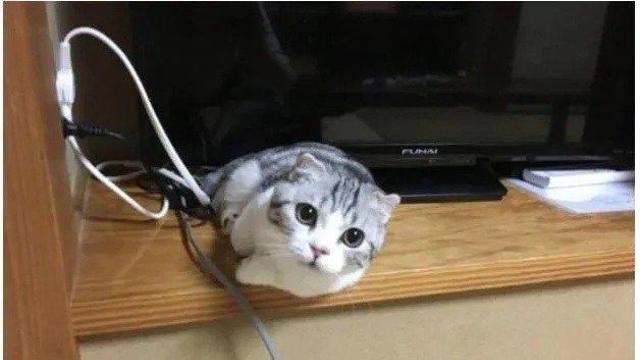 숙박을 하면 고양이를 빌려줍니다
