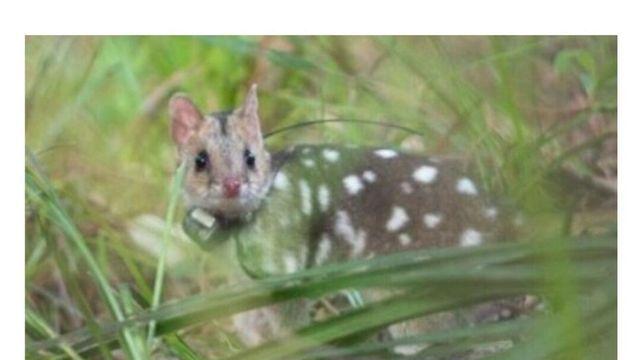 길고양이 퇴치 사업 벌인 호주 근황