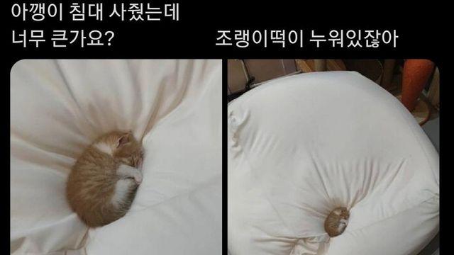 아기 고양이 침대를 사줬는데 너무 큰가…