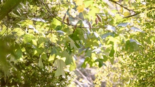 '미스트롯3 진' 정서주, '트로트 역사상 최대 규모' 싱글 프로젝트 발표