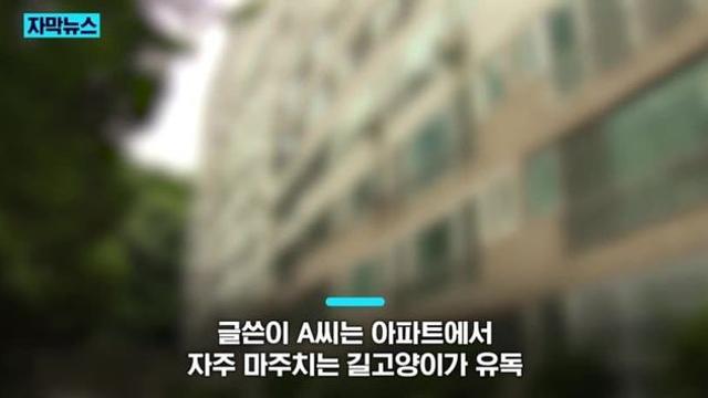 길고양이 입양하려고 하자 캣맘이 절도죄로 신고한다고,,,