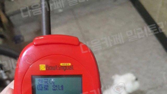 산책나갈때강아지번역기를켜보았다