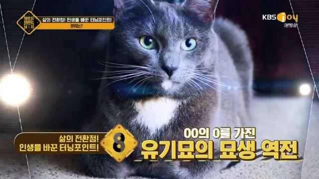 독튼한 귀를 가지고 태어난 고양이의 묘생역전!!!