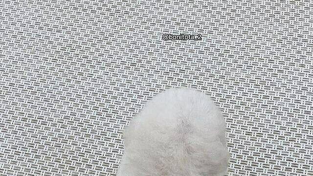 삼다수 댕댕이