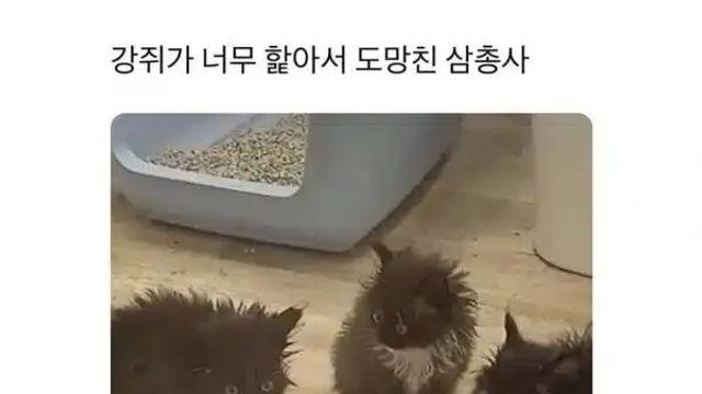강아지가 핥은 아깽이 트리오,,