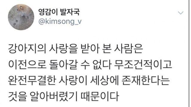 강아지의 사랑을 받아 본 사람은 이전으로 돌아갈 수 없다