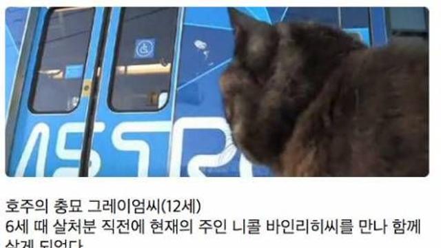매일 역까지 배웅하고 귀가시간에 마중 나오는 고양이,,