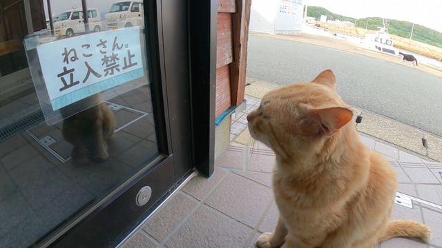 망연자실한 고양이