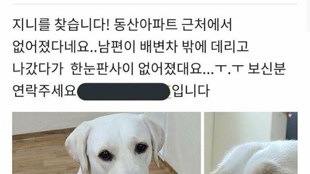 당근마켓 실종된 강아지 후기.jpg