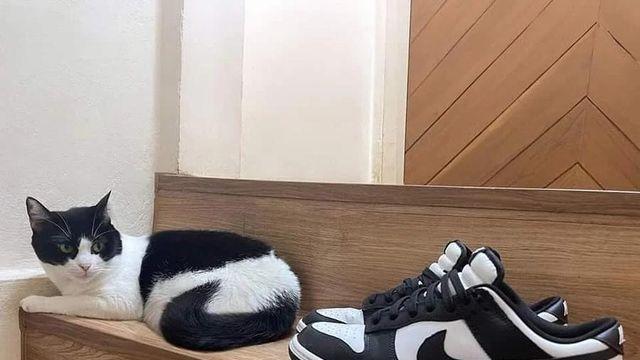 고양이 나이키????