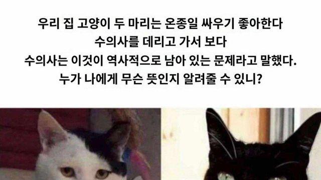 ? : 우리집 고양이들이 왜 계속 서로 싸우는거죠?