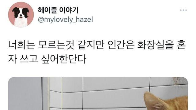 개와 고양이가 이해하지 못하는거