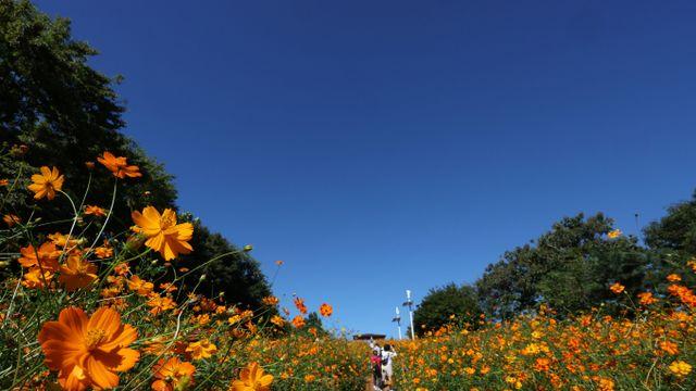[내일 날씨] 쾌청한 가을… 일교차 10도 이상