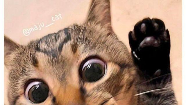 음식만 보면 눈 돌아가는 고양이