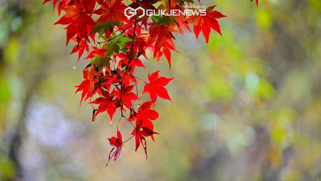 [오늘의 날씨] 최고 120㎜ 전국 가을비...서울 낮 21도•인천 19도 ‘기온 뚝’