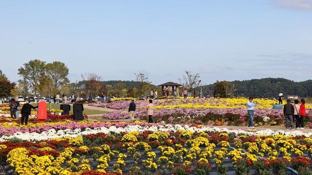 가을 낭만 만끽하는 '양양 국화정원 가을 산책'