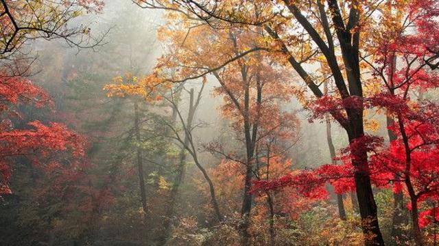 [2024 단풍명소] '울긋불긋 절정 시작' 관광공사가 추천하는 여행지 5곳