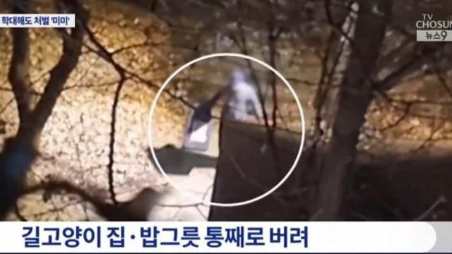 고양이 밥에 쥐약 섞고 얼려 죽였는데 '벌금 30만원'…가해자 
