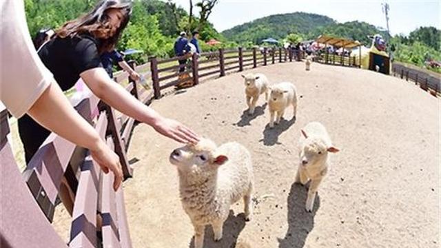 9월 강원관광 '패밀리 캠핑'이 떴다…가족 단위 관광객 몰려