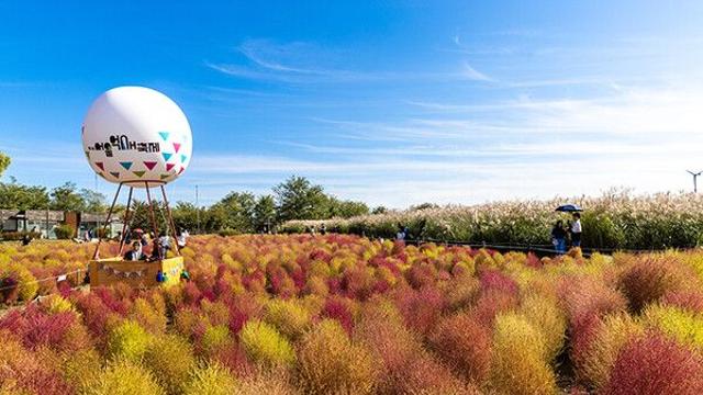 '울긋불긋' 2024년 단풍 절정시기는? 안 가면 후회할 서울 단풍명소 4곳