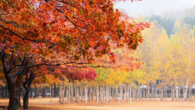 [내일 날씨] 비 내리고 기온 뚝… 서울 아침 기온 '15도'