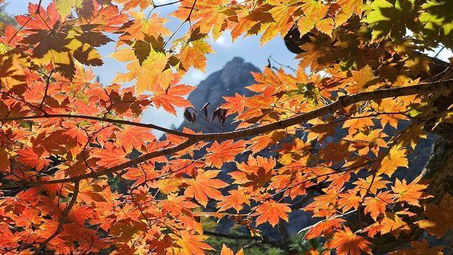 늦더위에 지각 가을... 전국 핫플 단풍 명소