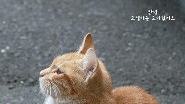 냥이 발도리.jpg..