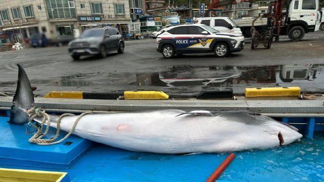 ‘바다 위 로또?’…고성 앞바다서 몸값 6000만원 밍크고래 혼획