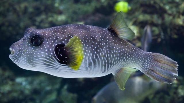 제철 맞은 가을 복어…안전하게 섭취하는 방법은?