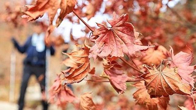 [날씨] 아침 '쌀쌀' 낮엔 '포근'…오전 짙은 안개 유의