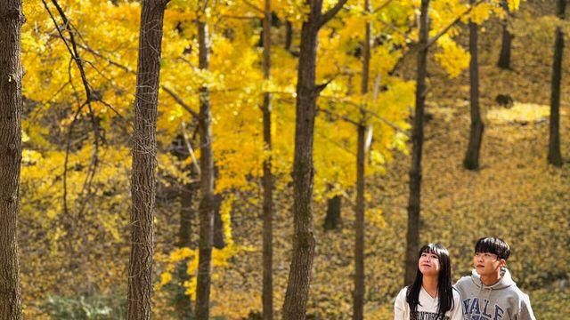 눈과 귀 그리고 마음으로 즐긴다… 에버랜드 은행나무숲, 직접 가보니