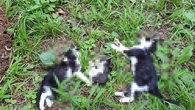 인천 공터서 훼손된 새끼 고양이 사체 발견…CCTV 분석