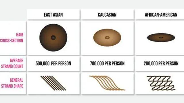 아무리 동양인 머리가 가늘어도 서양인이랑 다른 이유..