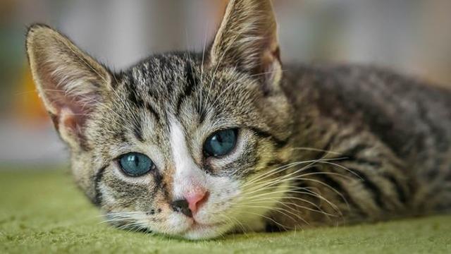 대체 누가…머리 잘린 새끼 고양이 사체 발견 (인천)