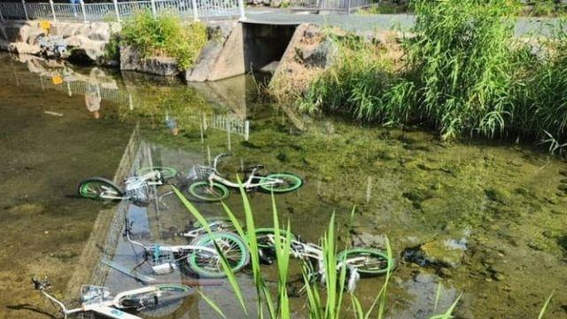 따릉이 27대 성북천에 집어 던졌다가...20대男 징역 1년