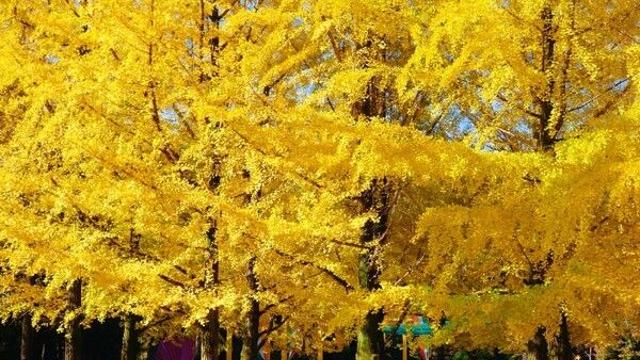오늘은 김장하는 날! 황금빛 융단도 보고 김장 체험도 즐겨요