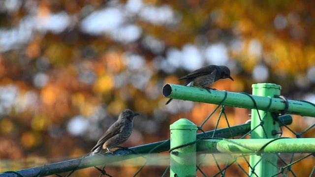 오늘도 탐조했다 논에서