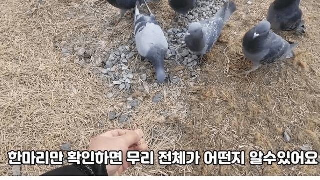 비둘기가 얼마나 더러운지 보여주겠습니다.