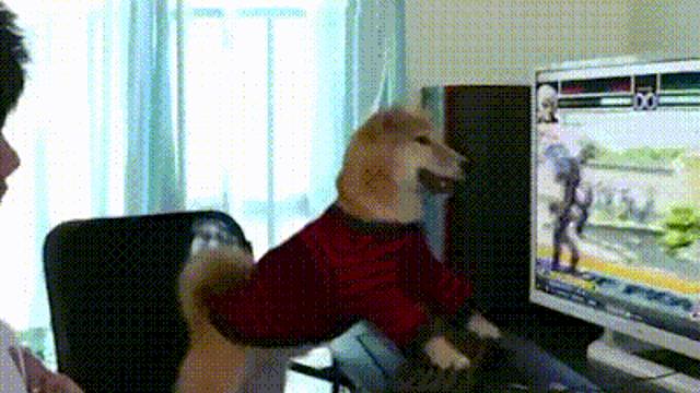 댕댕이 폭력성 실험.