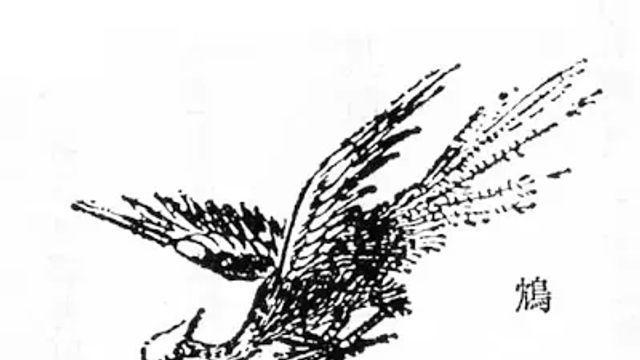 멸종한 동물일지도 모르는 짐새.