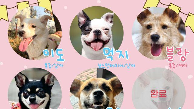 뜨끈말랑강쥐와 겨울 보내는 방법! 유기견 3개월 단기임보..