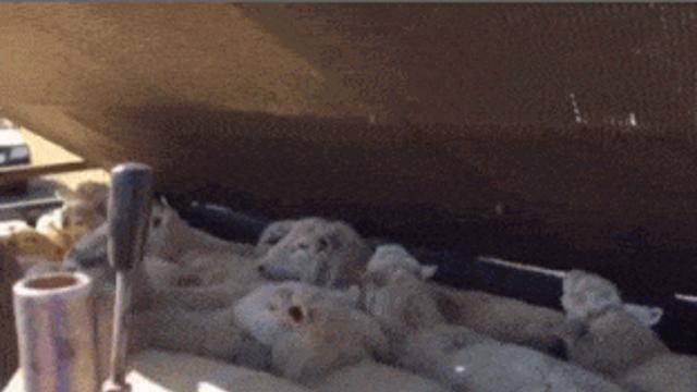 여자들 제발 내가 부탁할게 양털로 만든 옷 입지말자 제발ㅠㅠㅠㅠ 이 짤 좀 봐주라..