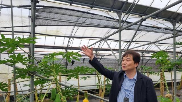 기후변화로 주목받는 제주도 아열대 작물…